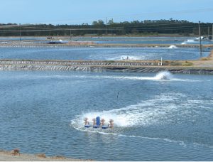 Feed tray management lowers FCRs, shrimp production costs in Australia