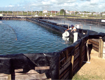 shrimp raceways