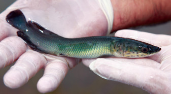 Juvenile pirarucu