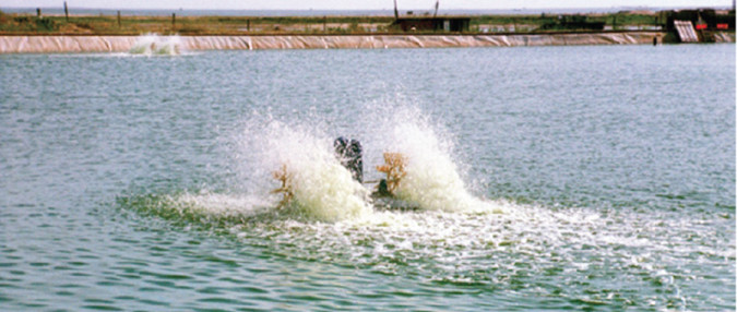 Land-based pond culture has long been practiced in China. Technical advances in pond construction have included the use of liners and well-managed aeration.