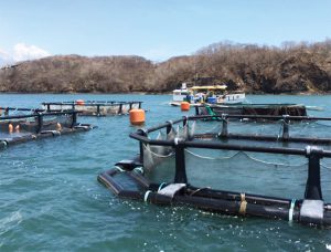 Soy protein concentrate replaces fishmeal in spotted rose snapper diets