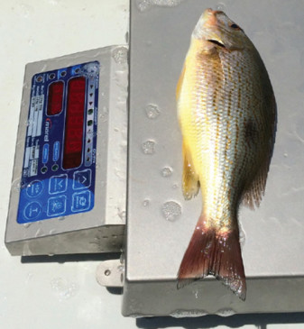 Final biomass per cage unit averaged 5.58 kg/m3 for the fish fed the SPC-based diet. The feed-conversion ratio for the snappers was about 1.39.