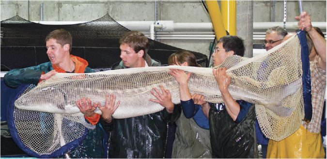 Sturgeon aquaculture