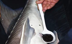 Sturgeon aquaculture