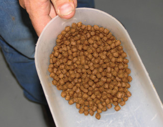 Insect meals