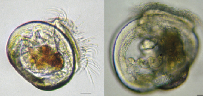 mussel larval