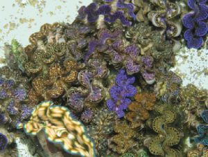 Pacific Islands communities support aquaculture development