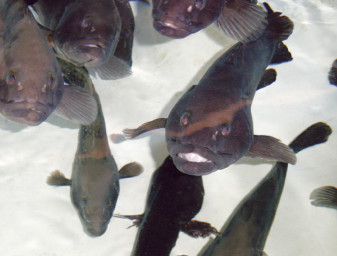 grouper