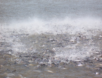 Pangasius during feeding in a pond in southern Vietnam. Photo by James Wright.