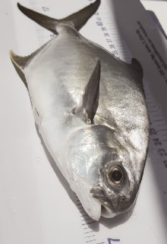 marine fish