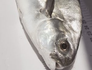 Maximizing nutrition for adult marine fish