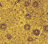 F. columnare