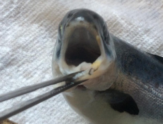 A juvenile salmon with early indications of yellow mouth disease (photo courtesy Grieg Seafood BC). 