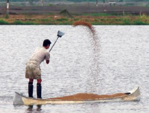 The Bottom Line: Feeds and water quality revisited