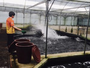 Natural feed additives enhance rainbow trout performance