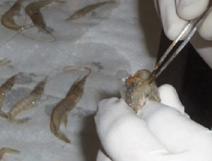 Double-stranded RNA against WSSV genes provides antiviral protection in shrimp