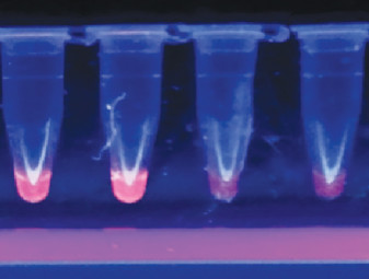 A loop mediated isothermal amplification (LAMP) on-site kit.