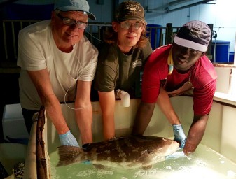 Dan Benetti, Zack Daugherty and Rico handle a Nassau grouper broodstock at Tropic Seafood facilities in the Bahamas. Photo by Carlos Tudela.