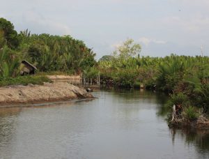 From forest to plate, a shrimp redefining ‘farmed’
