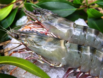 Black tiger shrimp from Vietnam's Ca Mau region. Photo courtesy of Blueyou Consulting.