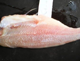 Pangasius