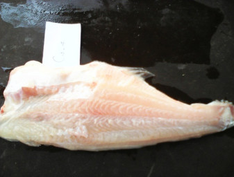 Pangasius