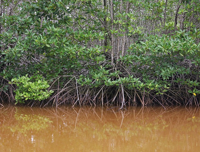 Grown in harmony with mangrove forests in southern Vietnam, Selva Shrimp is catching the attention of discerning overseas buyers.