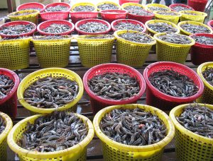 Microencapsulated organic acids aid shrimp culture