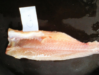 Pangasius