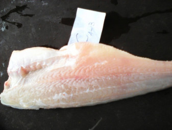Pangasius