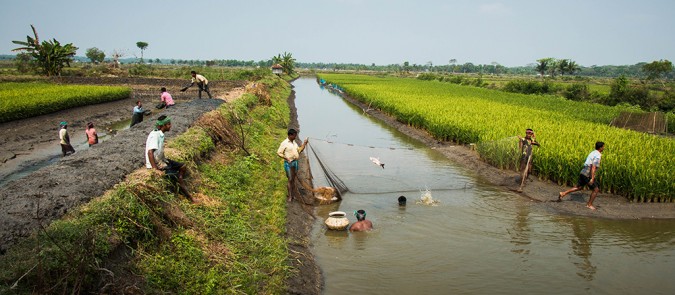 Rice-fish