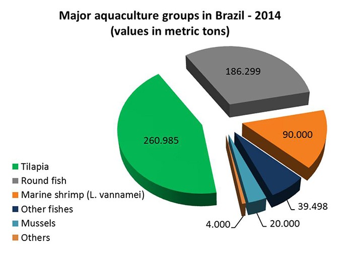 Brazilian