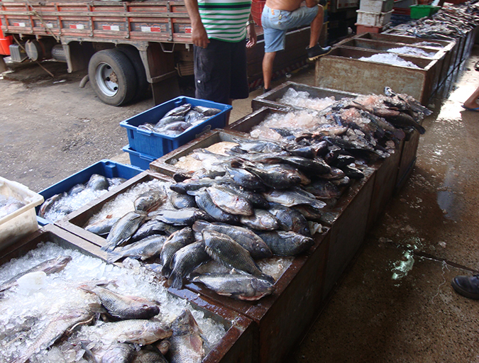 Article image for Brazilian aquaculture: Constraints and challenges (Part 2)