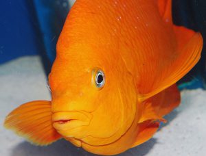 The importance of carotenoids in aquafeeds