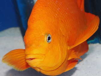 carotenoid