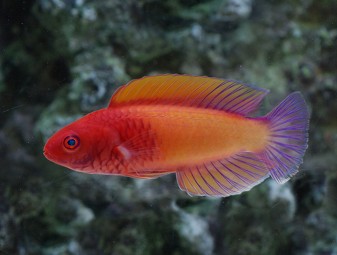 red velvet wrasse