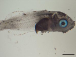 Emerging epitheliocystis disease in Mediterranean sparids caused by novel bacteria