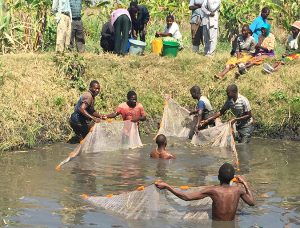 Images: Small-scale aquaculture emerging in Africa