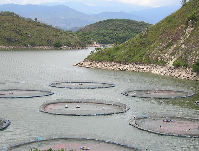 Article image for Implementation of Good Aquaculture Practices (BPA) in Colombia