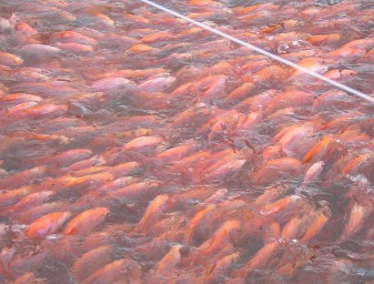 Tilapia