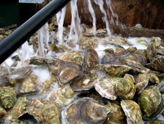 Winter point Oysters are rinsed after harvest. Photo courtesy of Maine Aquaculture Association.