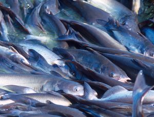 Biofloc technology production promising in temperate zones
