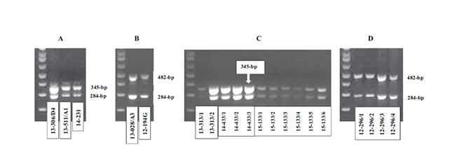 Figure 2. Duplex PCR detection and typing of acute hepatopancreatic necrosis disease (AHPND) pathogenic isolates of V. parahaemolyticus in samples collected in Mexico and Vietnam during 2012 to 2015. Pure bacterial culture isolated from infected shrimp in Mexico (A) and Vietnam (B); DNA extracted from hepatopancreas tissue of infected shrimp collected in Latin America (C) and Vietnam (D).