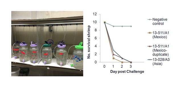 Figure 3. Virulence comparison. Shrimp (P. vannamei) were infected Mexico AHPND isolate (13-511/A1) and Vietnam AHPND isolate (13-028/A3) in the laboratory bioassays. All the shrimp became moribund or dead within 3 days and there was no significant difference on AHPND virulence between Mexico and Asia isolates.