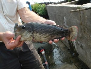 Biofloc systems viable for tilapia production