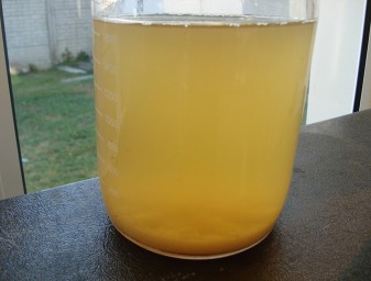 biofloc