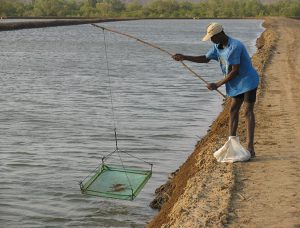Decomposition and accumulation of organic matter in ponds