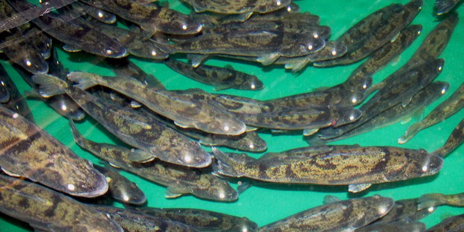 Walleye