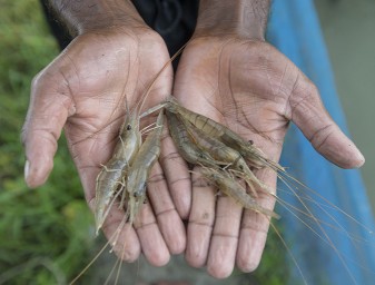 shrimp