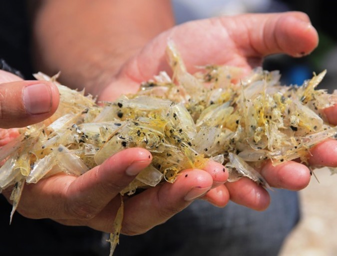 An important EMS management strategy is to deny favorable substrates for the establishment and growth of populations of V. parahaemolyticus, such as the chitinous molts of shrimp, ponds must be removed by siphoning on a regular basis.